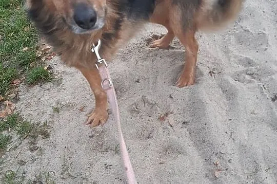 Serek - nienachalny acz uroczy, miłości pragną jego oczy