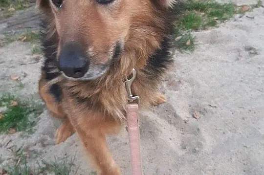 Serek - nienachalny acz uroczy, miłości pragną jego oczy, Łódzkie, Łódź