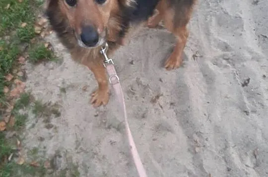 Serek - nienachalny acz uroczy, miłości pragną jego oczy, Łódzkie, Łódź