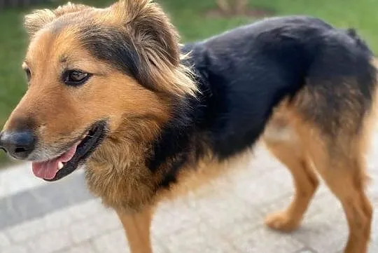 Serek - nienachalny acz uroczy, miłości pragną jego oczy, Łódzkie, Łódź