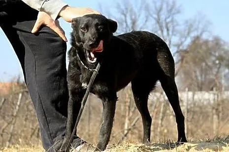 Bella - 3 letnia sunia, grzeczna i miła.,  mazowie