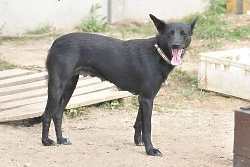 Bella - 3 letnia sunia, grzeczna i miła.,  mazowie