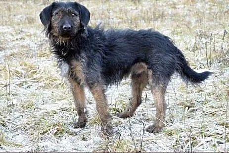 Fino - wyjątkowy mieszaniec terierka :),  warmińsko-mazurskie Olsztyn