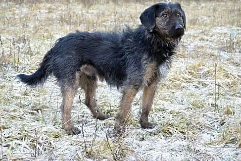 Fino - wyjątkowy mieszaniec terierka :),  warmińsk