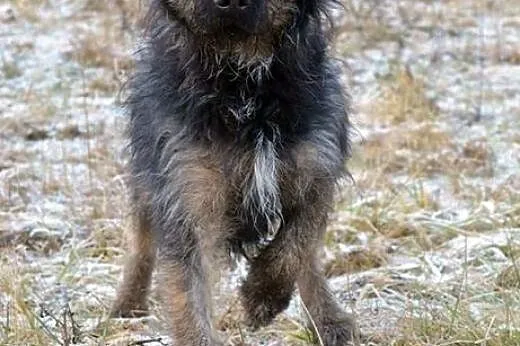 Fino - wyjątkowy mieszaniec terierka :),  warmińsk