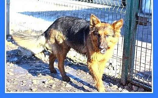 Jak mini owczarek,cicha,spokojna,łagodna suczka HE