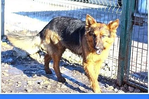 Jak mini owczarek,cicha,spokojna,łagodna suczka HE