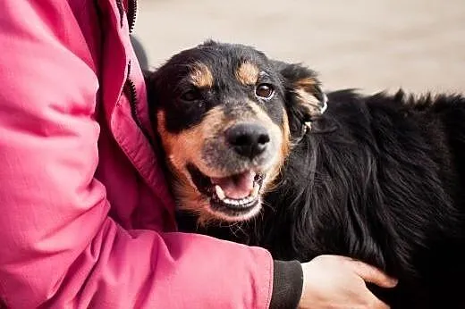 LAKI bez szans na adopcje, czeka na cud,  łódzkie 