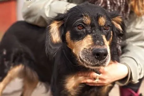 LAKI bez szans na adopcje, czeka na cud,  łódzkie 