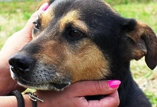 Wersus spokojny bardzo grzeczny pies szuka domu,