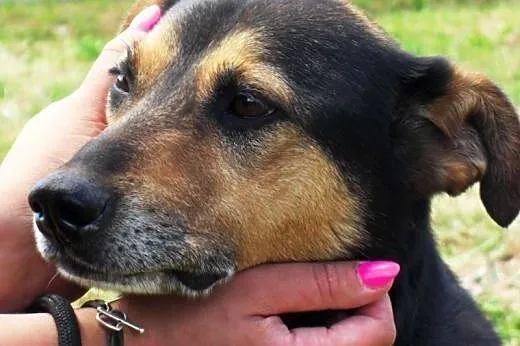 Wersus spokojny bardzo grzeczny pies szuka domu,  