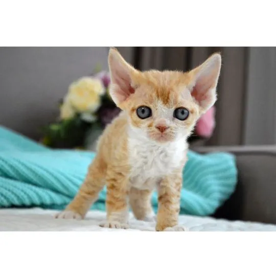 Silny, zdrowy i uroczy kot rasy devon rex dostępny na sprzedaż., , Zielona Góra
