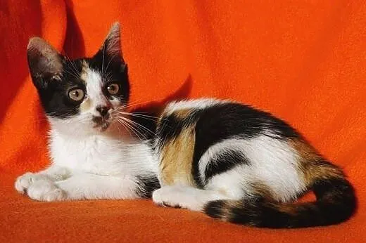 Karolka - 2 miesięczna koteczka (Fundacja Agapeanimali),  wielkopolskie Poznań