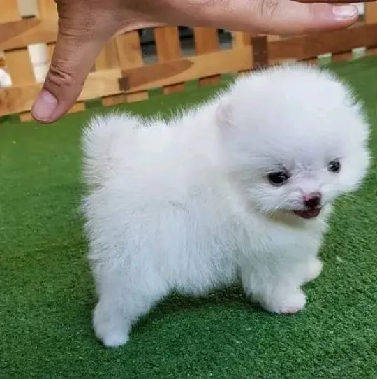 Dostępne piękne szczenięta pomeraniana mężczyzna i kobieta
