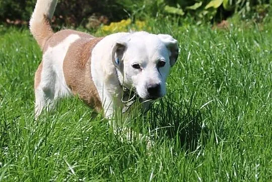Białka-zimny nosek, wielkie serce - ta mądra sunia da Ci więcej! , Warszawa, Mazowieckie, Warszawa