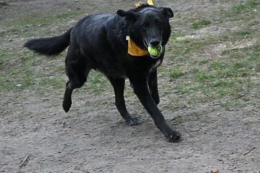 Odi chętnie opuści schronowe mury! Adoptuj!!,  maz