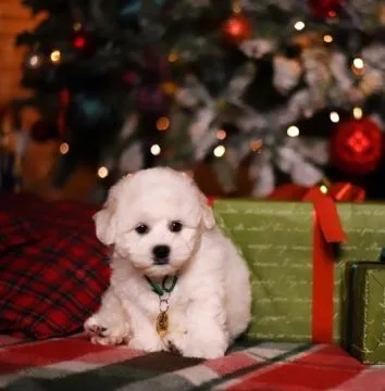 Szczenięta Bichon Frise z hodowli domowej gotowe do adopcji. WhatsApp: (+63-9928-49-1099), , Kitnowo