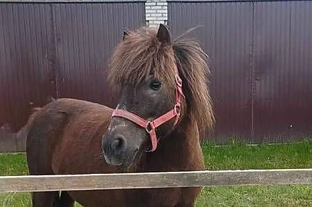 Na sprzedaż klacz i 6-miesięczny ogierek, Mazowieckie, Włóki