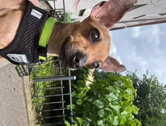Molly ma 2 lata waży 2,8 kg jest to rasa typu ratlerek praski Więcej informacji udzielę na pv  listing, , Starogard Gdański