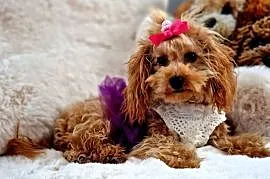 Pudel toy Layla paszport  ur 07.01.2026 b genetyczne