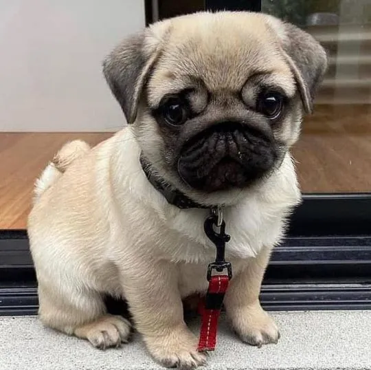 Prestiżowe szczenięta mopsa (samiec i suczka) do adopcji. WhatsApp: (+63-9928-49-1099)