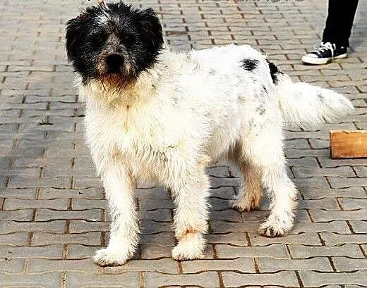 MELON nieduży, młodziutki, wyjątkowy piesek czeka