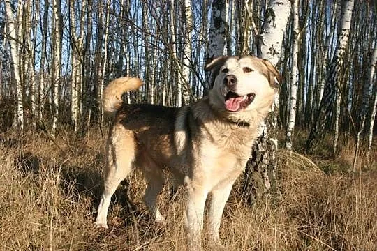 MATRIX super przyjacielski, miły, łagodny mix alas