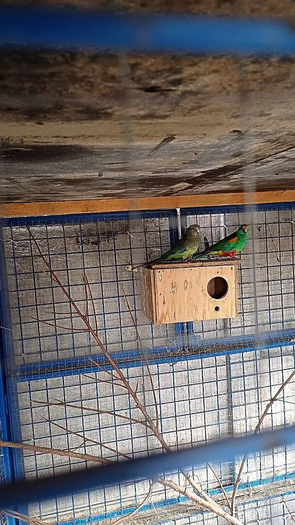 Sprzedam pare lęgową świergotek, Wielkopolskie, Opalenica