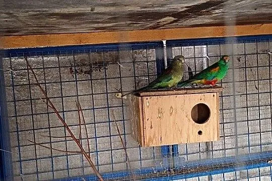 Sprzedam pare lęgową świergotek, Wielkopolskie, Opalenica