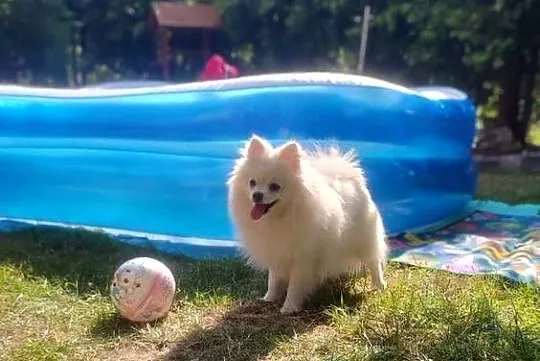 szpic miniaturowy pomeranian, Śląskie, Ruda Śląska