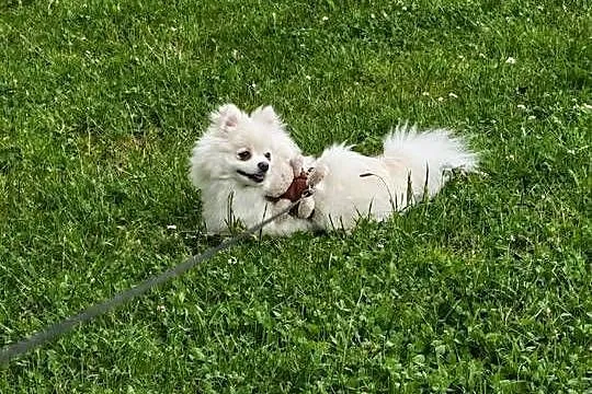 szpic miniaturowy pomeranian, Śląskie, Ruda Śląska