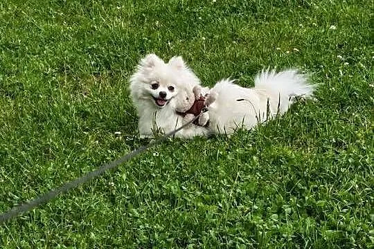 szpic miniaturowy pomeranian, Śląskie, Ruda Śląska