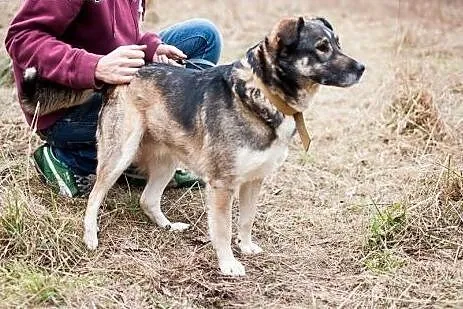 Hela - cudna, ułożona, przyjazna średniej wielkośc