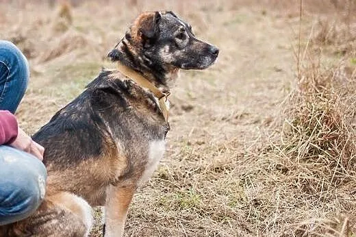 Hela - cudna, ułożona, przyjazna średniej wielkośc