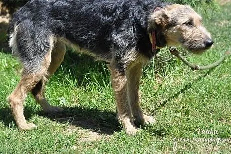 Tunka- spokojna, miła sunia,  mazowieckie Nowy Dwó