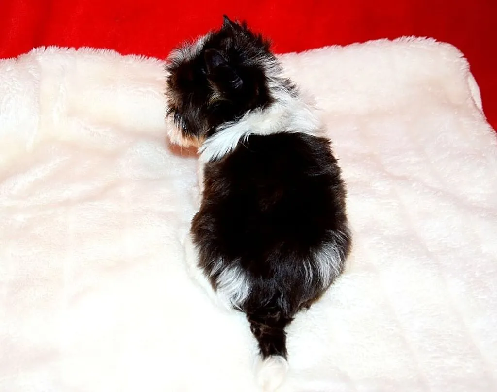 York , Yorki . Cudny piesek BIRO Yorkshire Terrier z rod. PFK ., , Łuków