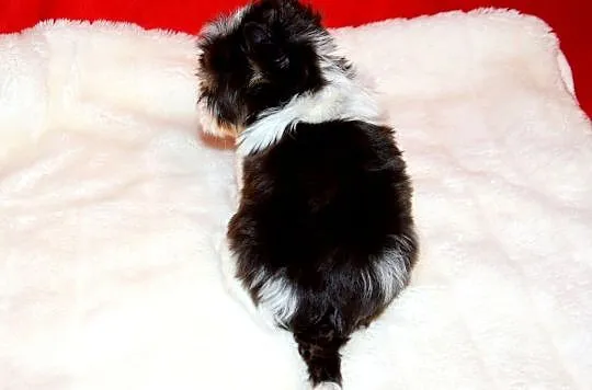 York , Yorki . Cudny piesek BIRO Yorkshire Terrier z rod. PFK .