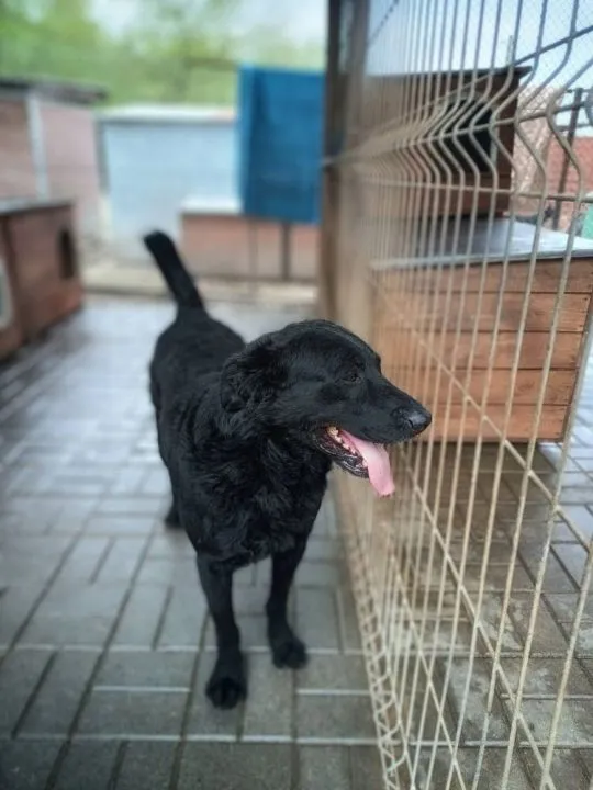 Pluto - fantastyczny LABRADOR mix szuka domu! Pluto jest gotów zmienić swój adres zamieszkania! Dom, , Wrocław