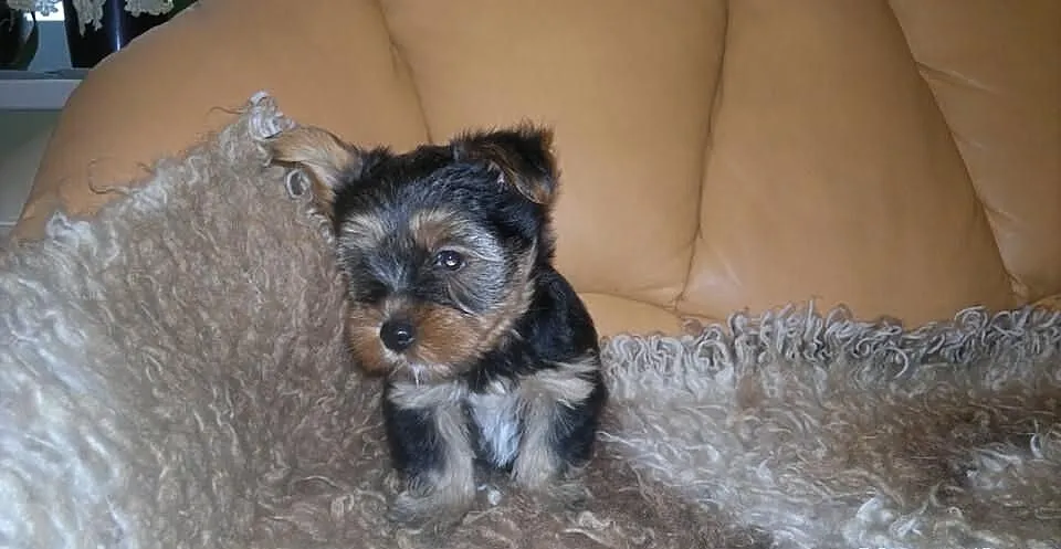 Yorkshire Terrier piesek York