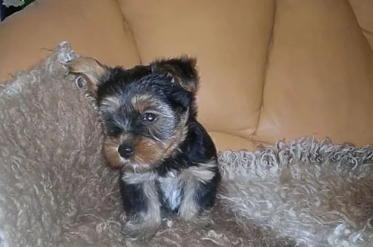 Yorkshire Terrier piesek York