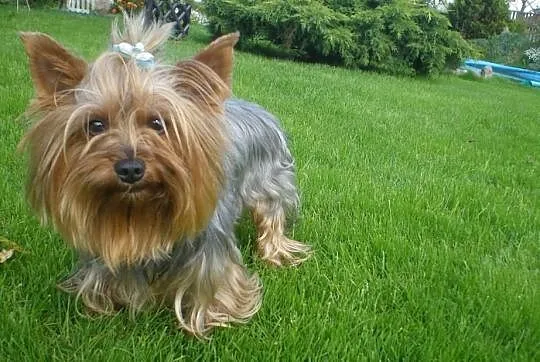 Yorkshire Terrier piesek York