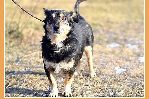 FILIPEK dla domatora,mały 7kg,spokojny,grzeczny pi