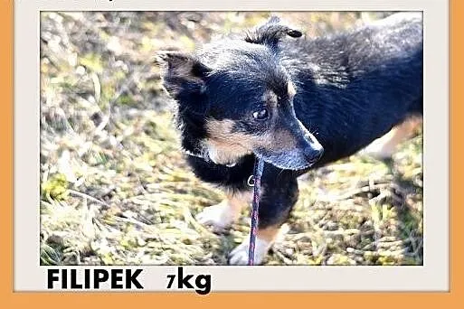 FILIPEK dla domatora,mały 7kg,spokojny,grzeczny pi