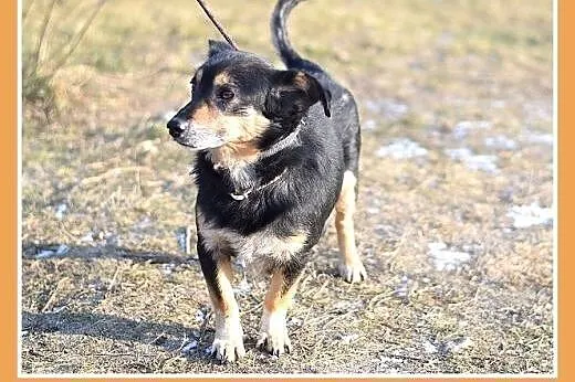 FILIPEK dla domatora,mały 7kg,spokojny,grzeczny pi