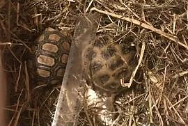 Żółwie stepowe i lamparcie, Mińsk Mazowiecki