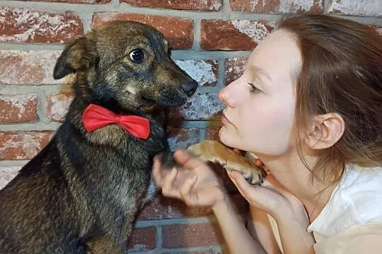 Młoda Czesia, pełna energii ślicznotka do adopcji!,  Kundelki cała Polska, 