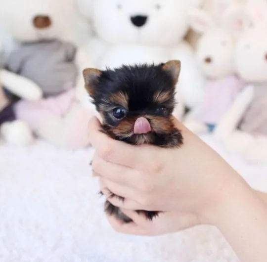 Miniaturowe szczenięta yorkshire terrier w filiżance do adopcji., , Warszawka