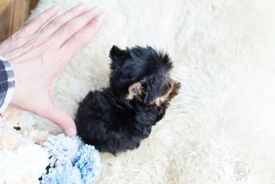 Miniaturowe szczenięta yorkshire terrier w filiżance do adopcji., , Warszawka