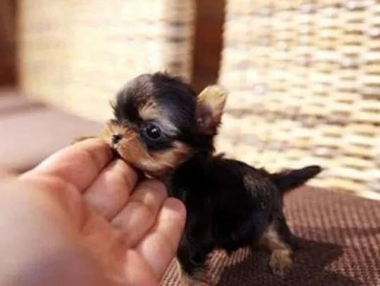 Miniaturowe szczenięta yorkshire terrier w filiżance do adopcji.