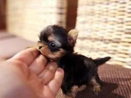 Miniaturowe szczenięta yorkshire terrier w filiżance do adopcji.